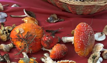 funghi