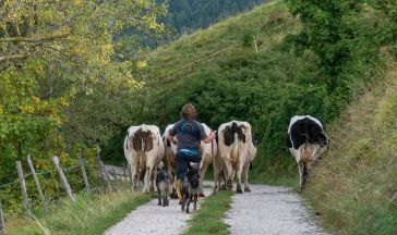 Progetto malghe