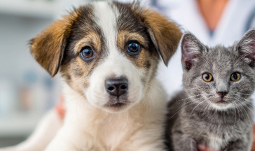 Cane e gatto