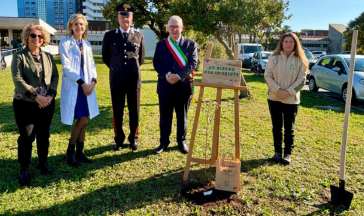 fadoi albero castelfranco